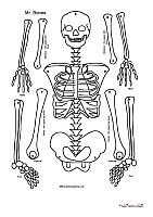 comment construire un squelette humain